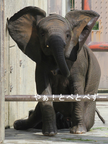 とべ動物園ブログ:やぁ!とべとべずー