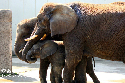 アフリカゾウの写真満載のブログ:やぁ!とべとべずー