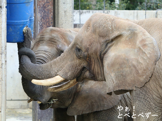 日本で唯一血縁関係のあるアフリカゾウの親子が暮らす愛媛とべ動物園