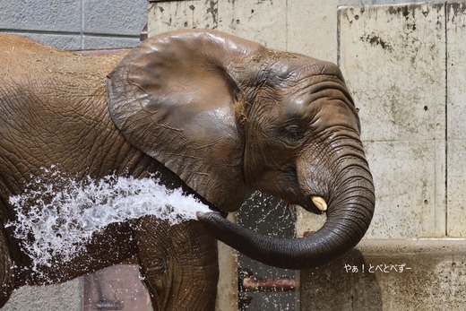 とべ動物園アフリカゾウ:アフ、リカ、媛、砥夢、砥愛