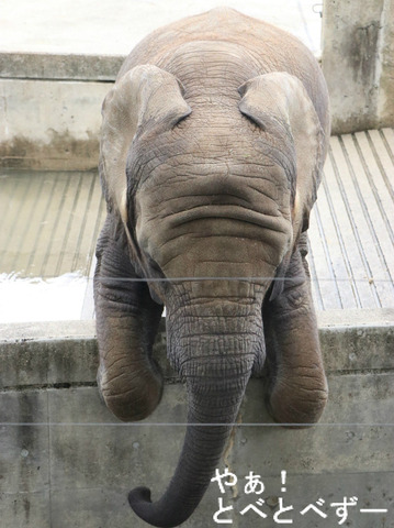 とべ動物園アフリカゾウ：アフ、リカ、媛、砥夢、砥愛