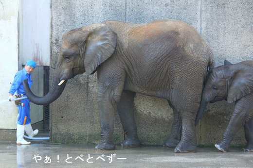 とべ動物園アフリカゾウのブログ：やぁ！とべとべずー