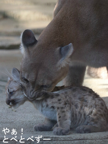 とべ動物園ピューマの赤ちゃんが誕生♪