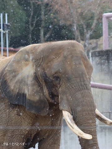 とべ動物園ブログ:やぁ!とべとべずー