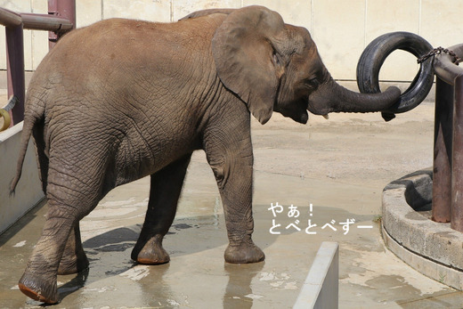 とべ動物園アフリカゾウのブログ：やぁ！とべとべずー