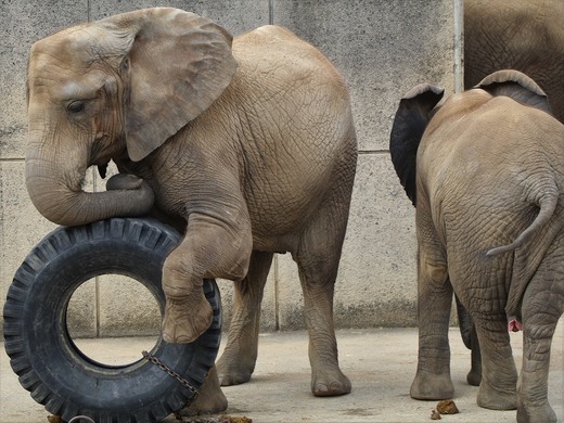 とべ動物園アフリカゾウ:媛ちゃん(メス、12歳)