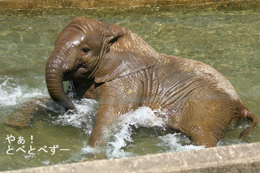 とべ動物園アフリカゾウのブログ：やぁ！とべとべずー