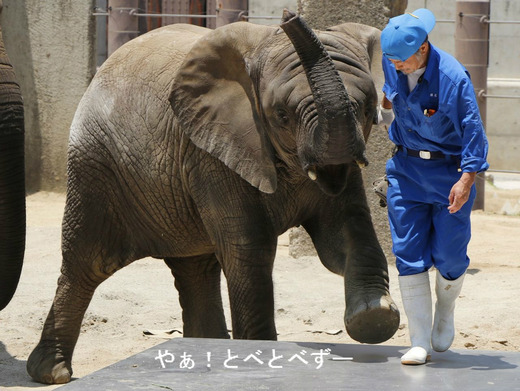 砥愛ちゃん4歳のお誕生会:とべ動物園