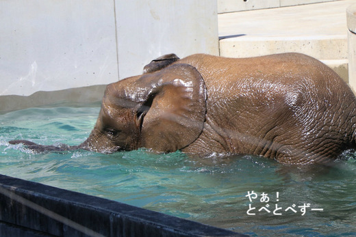 とべ動物園アフリカゾウ：砥愛ちゃん（メス、７歳）
