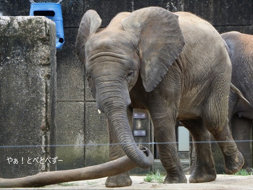 とべ動物園アフリカゾウ：砥愛ちゃん（メス、８歳）