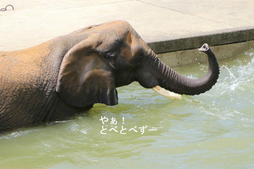 とべ動物園アフリカゾウ