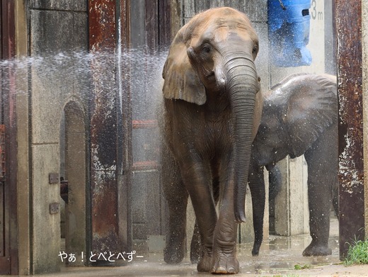 とべ動物園アフリカゾウ:アフ、リカ、媛、砥夢、砥愛