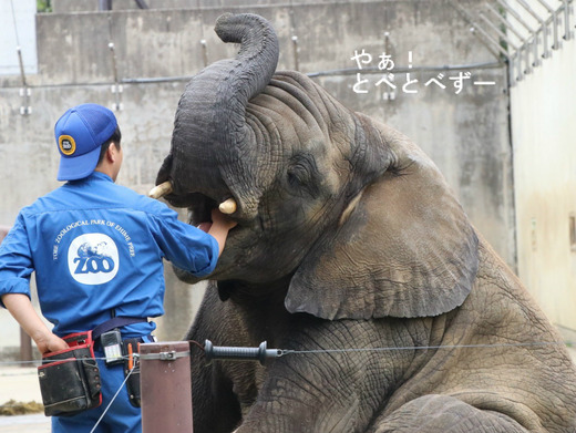 とべ動物園アフリカゾウのブログ:やぁ!とべとべずー