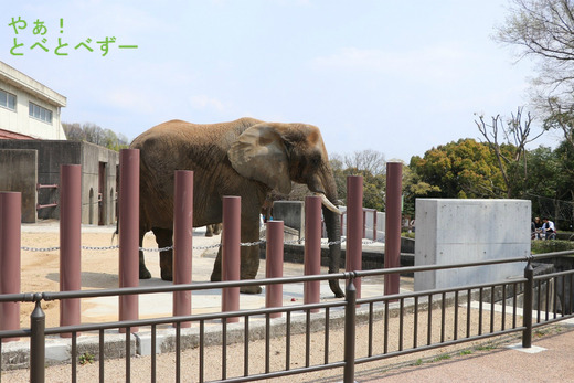 旧インドゾウ舎の運動場に居るリカ母さん