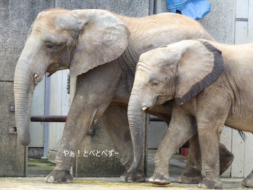 日本で唯一血縁関係のあるアフリカゾウの親子が暮らす愛媛とべ動物園