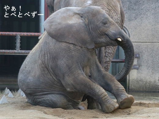 とべ動物園アフリカゾウ：アフ、リカ、媛、砥夢、砥愛