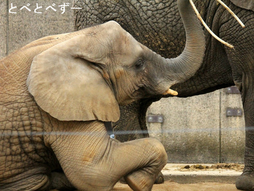 とべ動物園アフリカゾウのブログ：やぁ！とべとべずー
