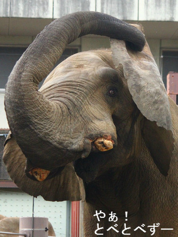 とべ動物園アフリカゾウのブログ：やぁ！とべとべずー