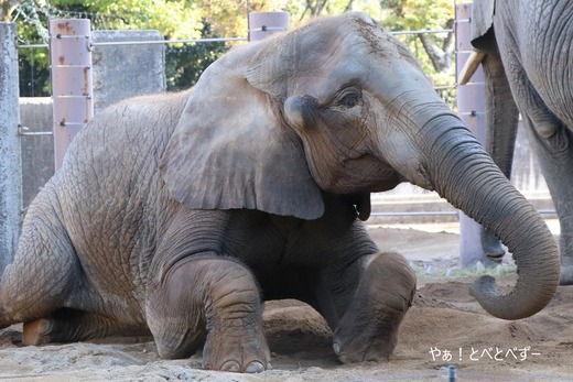 砂浴びして遊ぶアフリカゾウ:愛媛とべ動物園(媛ちゃん)