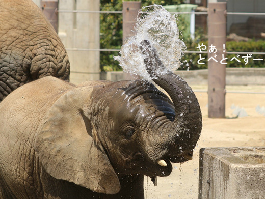 とべ動物園アフリカゾウのブログ:やぁ!とべとべずー