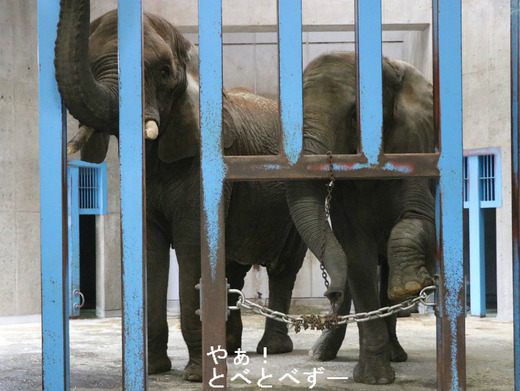 日本で初めて人工哺育で育ったアフリカゾウの媛ちゃんとリカ母さん