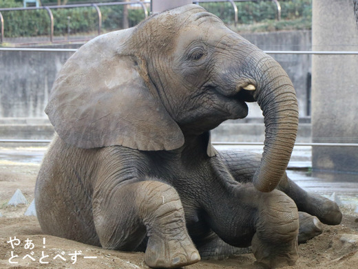 とべ動物園アフリカゾウのブログ:やぁ!とべとべずー