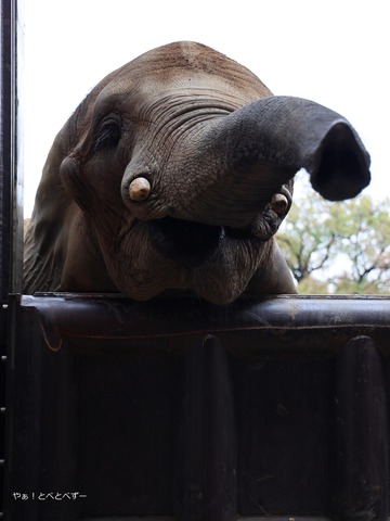 とべ動物園アフリカゾウ：媛ちゃん（メス、１９歳）
