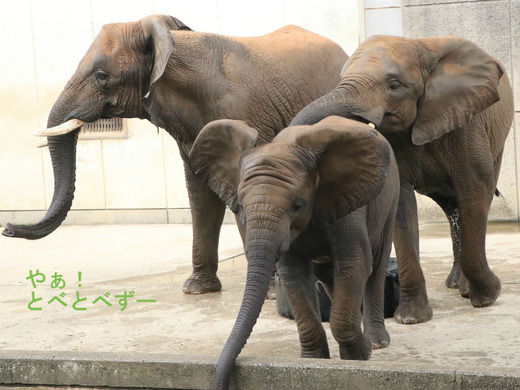 とべ動物園ブログ：やぁ！とべとべずー