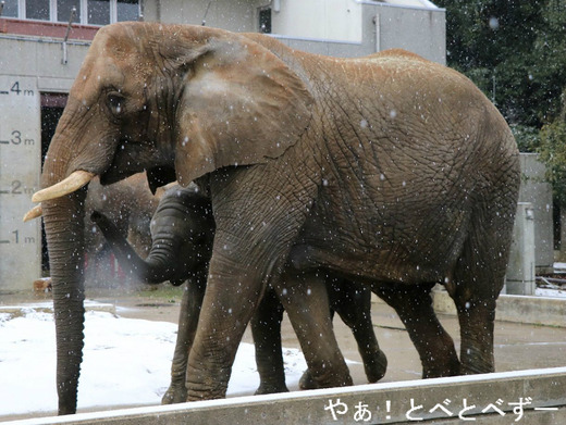 とべ動物園アフリカゾウ：リカ母さん（メス、推定30歳）