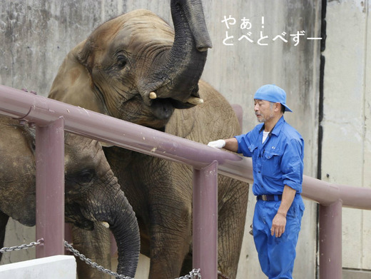 アフリカゾウのレジェンド飼育員さんと媛ちゃん、砥愛ちゃん