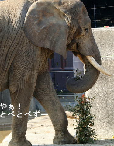 とべ動物園アフリカゾウ：リカさん（メス、推定３３歳）