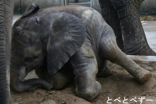 昨年生まれたアフリカゾウの子象：砥愛