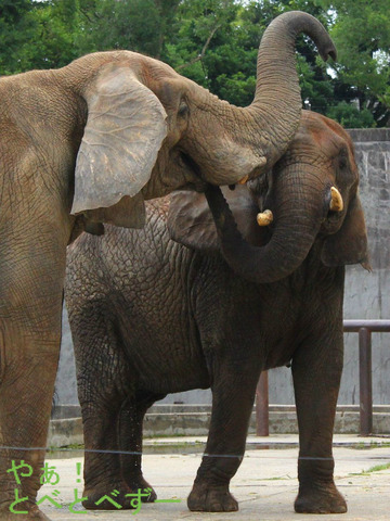 3頭の子供を育てたアフリカゾウの夫婦:アフ(父)、リカ(母)