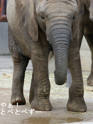 とべ動物園アフリカゾウ:子象の砥愛ちゃん(4歳)