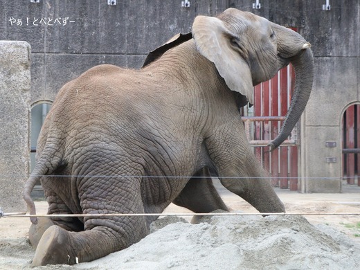アフリカゾウのお転婆娘：砥愛ちゃん＠とべ動物園