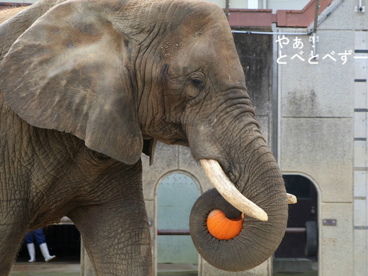 とべ動物園アフリカゾウ:リカ母さん(推定32歳)