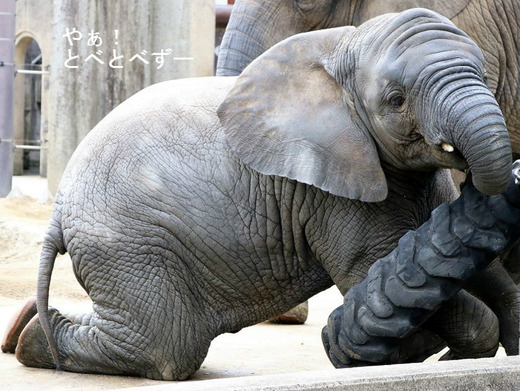 日本一カワイイ、アフリカゾウの子象の砥愛ちゃん
