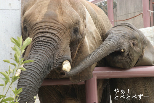 日本の動物園で最近10年で生まれたアフリカ象は３頭