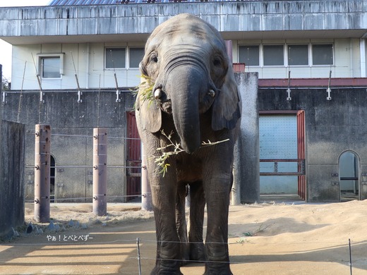 とべ動物園アフリカゾウ:媛ちゃん(メス、19歳)