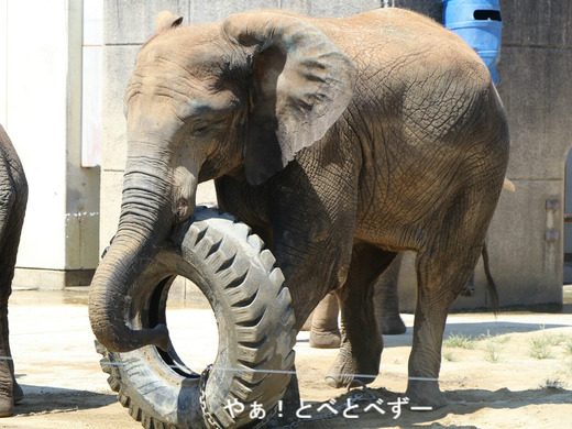 とべ動物園アフリカゾウのブログ：やぁ！とべとべずー