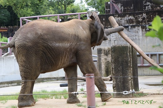 アフリカゾウ、アジアゾウ大好きブログ：やぁ！とべとべずー