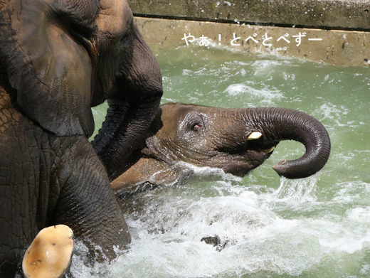 日本で唯一血縁関係のあるアフリカゾウが暮らす愛媛とべ動物園