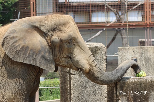 とべ動物園アフリカゾウ：媛ちゃん（メス、14歳）