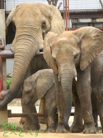 とべ動物園アフリカゾウのブログ:やぁ!とべとべずー
