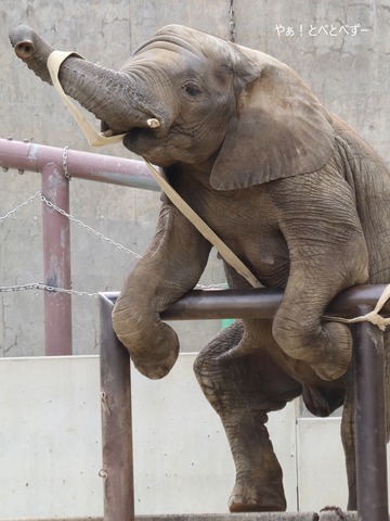 アフリカゾウの写真満載のブログ：やぁ！とべとべずー