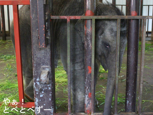 アジアゾウの赤ちゃん:市原ゾウの国