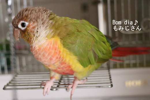 ウロコインコ(パイナップル)の『もみじ』さん