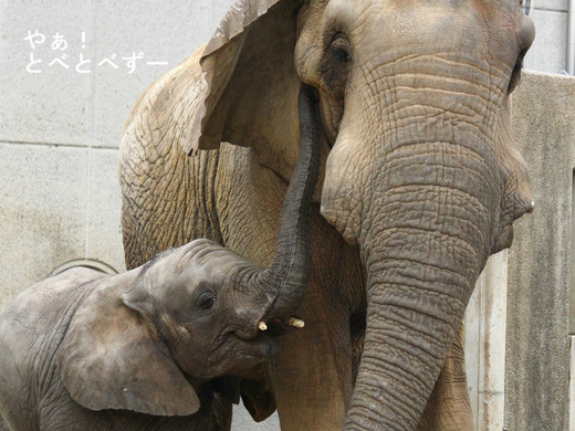 とべ動物園アフリカゾウの親子：アフ父さんと砥愛ちゃん