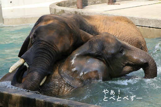 とべ動物園アフリカゾウ：アフ、リカ、媛、砥夢、砥愛