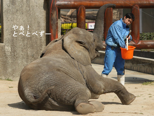 とべ動物園アフリカゾウのブログ:やぁ!とべとべずー